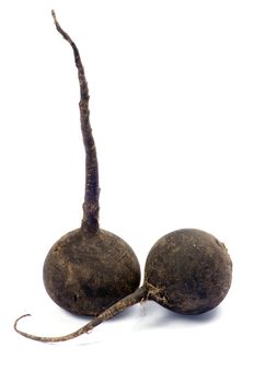 black radish isolated on white background