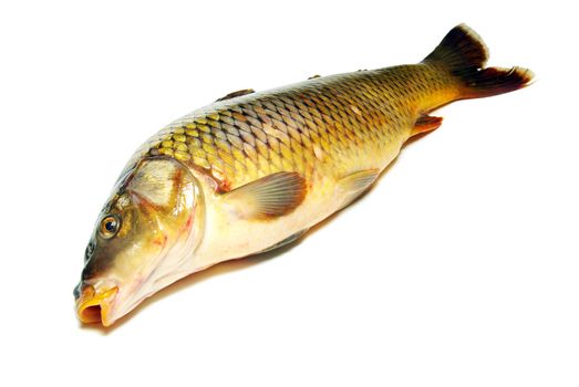 carp isolated on white background