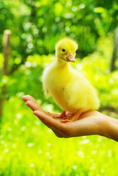 a yellow fluffy gosling in the hand