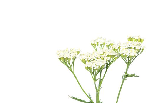 young green plant against white background