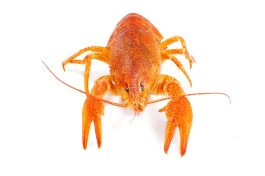 Hot boiled crayfish on white background