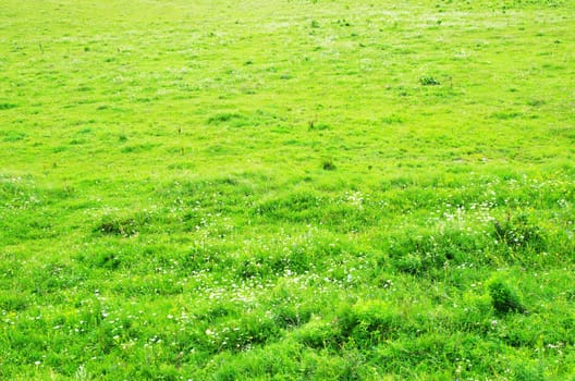 green grass texture from a  field           