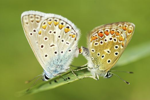  butterfly on a green leaf