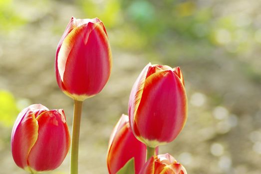 Beautiful red tulips in the garden