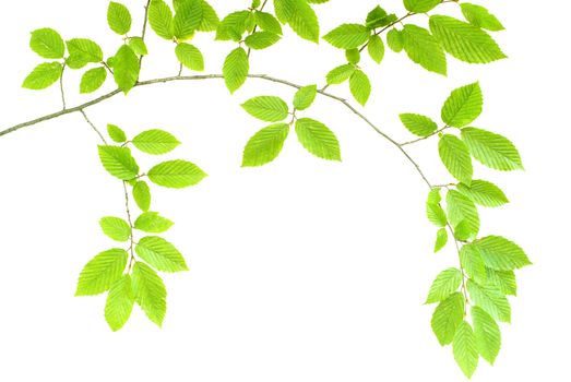 young green plant against white background