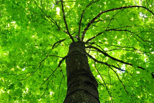 green forest background in a sunny day