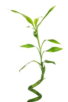 Bamboo isolated on a white background