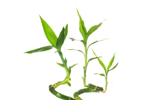 green bamboo isolated on a white background