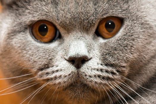 Feline animal pet british domestic cat looking eye