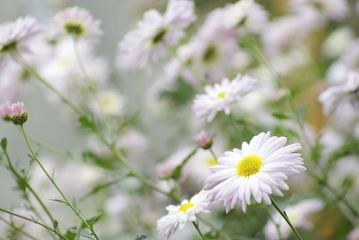 white flowers on green background