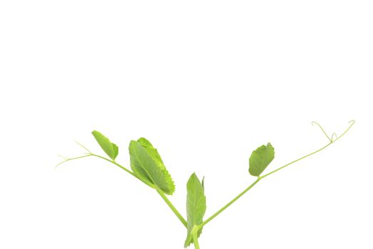 young green plant against white background