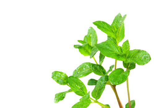Fresh green mint isolated on white