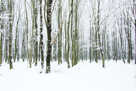 beautiful winter forest  and the road
