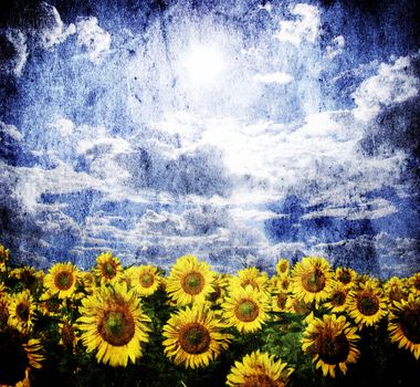 vintage image of sunflower field