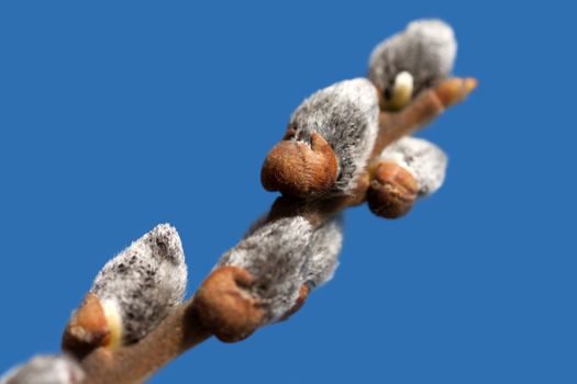 Spring nature willow tree plant branch bud growth