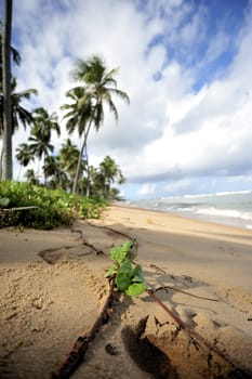 Praia do Forte in Salavador de Bahia state, Brazil