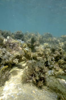 Scuba diving with underwater view.