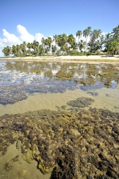 Praia do forte in Salavador de Bahia state, Brazil