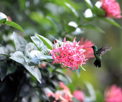 Colibri taking pollen, brazil