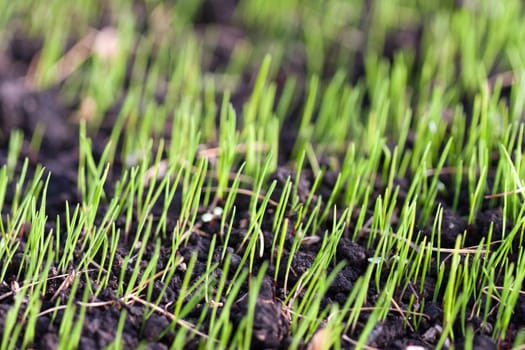 Green nature grass plant outdoor growth background