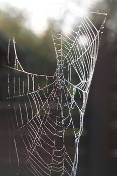 Morning dew on spider web beauty macro pattern
