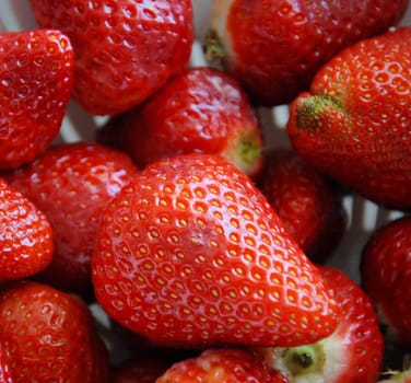 Large red stawberries shown up close