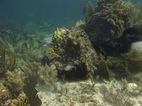 Coral reef home of many species of fish