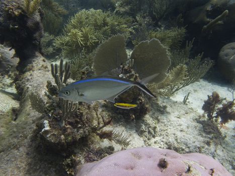 bar jack swimming in a coral reef with a small yellow fish
