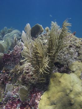 Coral growing on a rock against a bright blue background