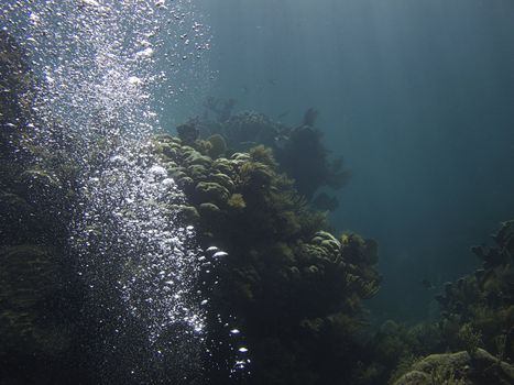 Coral reef at the bottom of the ocean with scuba diver bubble