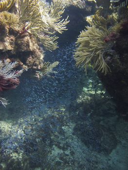 School of tiny little blue fish inside a coral cavern