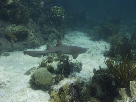 underwater shot of a nurse shark swimming in a coral reef