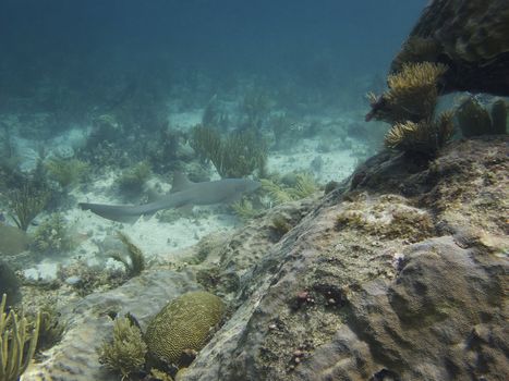 underwater shot of a nurse shark swimming in a coral reef