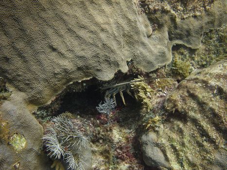 Langoustine hidden in the crack of a rock around a coral reef