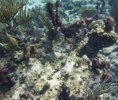 Coral reef at the bottom of the ocean floor