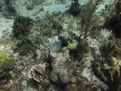 Parrot fish eating some coral