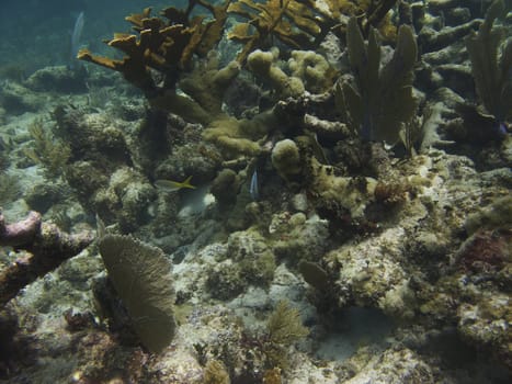 Coral reef home of many species of fish