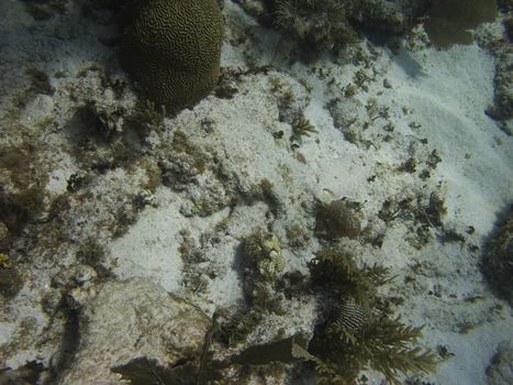 Flat fish hidding in the sand
