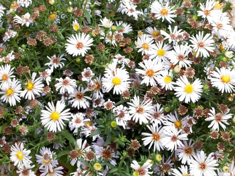 White nature chamomile flower background frame