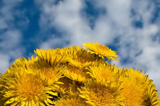 Flower on blue sky at summer