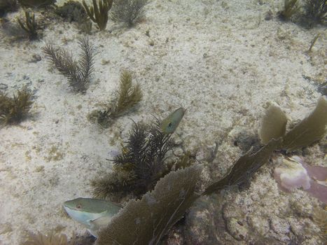 Big fish hidding in coral reef