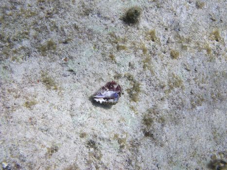 small conch sea shell on sandy bottom