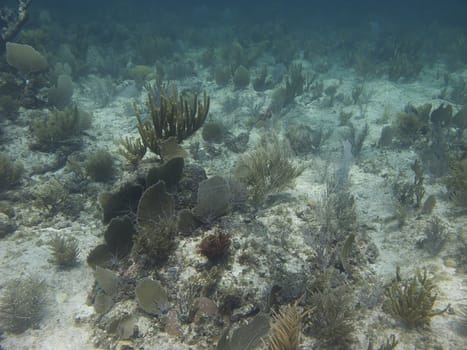 Coral reef at the bottom of the ocean floor