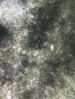 Sandy ocean floor where algea grows and a conch shell sits