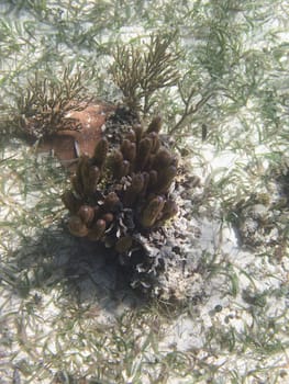 Top close up view of a purple and brown coral