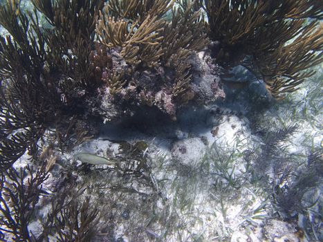 single french grupper swimming in a coral reef