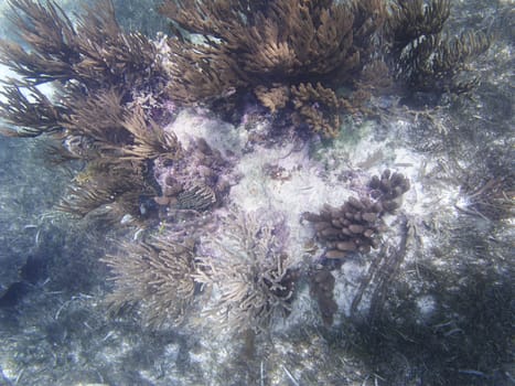Top view of a coral reef