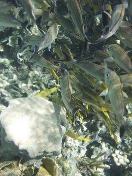 School of French grunt around a coral in the carribean sea