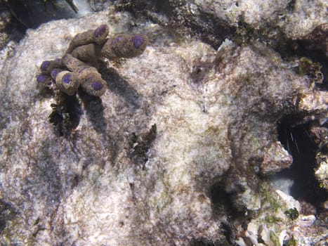 Top view of a coral reef