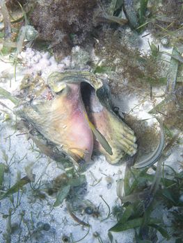 Fish swimming around a conch sea shell